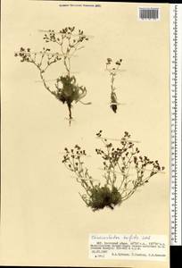 Chamaerhodos trifida Ledeb., Mongolia (MONG) (Mongolia)