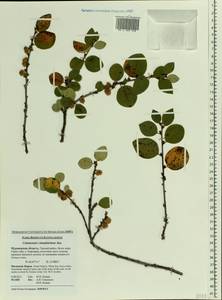 Cotoneaster integerrimus Medik., Eastern Europe, Northern region (E1) (Russia)