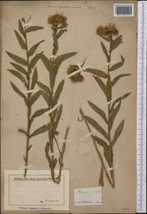 Erigeron speciosus (Lindl.) DC., America (AMER) (United States)