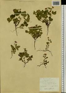 Rubus arcticus L., Siberia, Yakutia (S5) (Russia)