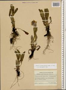 Tephroseris integrifolia subsp. primulifolia (Cufod.) Greuter, Caucasus, Stavropol Krai, Karachay-Cherkessia & Kabardino-Balkaria (K1b) (Russia)