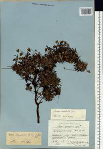 Dryas integrifolia subsp. crenulata (Juz.) Scoggan, Siberia, Chukotka & Kamchatka (S7) (Russia)