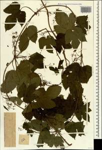 Humulus lupulus L., Caucasus, Dagestan (K2) (Russia)