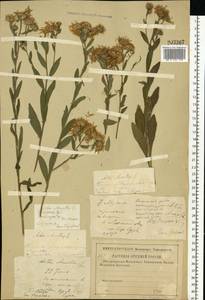 Aster amellus L., Eastern Europe, Middle Volga region (E8) (Russia)