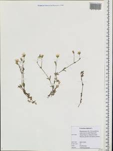 Cerastium alpinum L., Eastern Europe, Northern region (E1) (Russia)