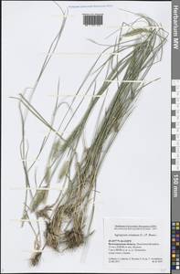 Agropyron cristatum (L.) Gaertn., Eastern Europe, Lower Volga region (E9) (Russia)