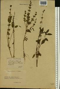 Ocimum basilicum L., Eastern Europe, South Ukrainian region (E12) (Ukraine)