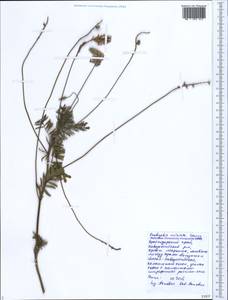 Onobrychis arenaria subsp. miniata (Steven)P.W.Ball, Caucasus, Black Sea Shore (from Novorossiysk to Adler) (K3) (Russia)