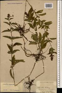 Mentha × piperita L., Caucasus, Armenia (K5) (Armenia)