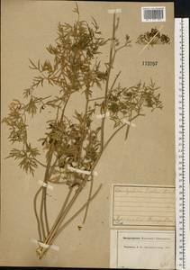 Cenolophium fischeri (Spreng.) W. D. J. Koch, Eastern Europe, Central forest region (E5) (Russia)