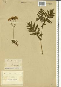 Tanacetum vulgare L., Eastern Europe, South Ukrainian region (E12) (Ukraine)