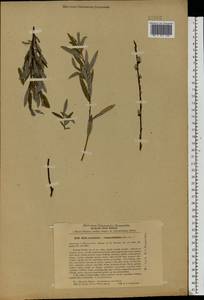 Salix acutifolia × rosmarinifolia, Eastern Europe, North-Western region (E2) (Russia)