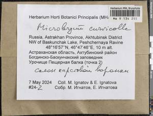 Microbryum curvicollum (Hedw.) R.H. Zander, Bryophytes, Bryophytes - Lower Don & Lower Volga (B11) (Russia)