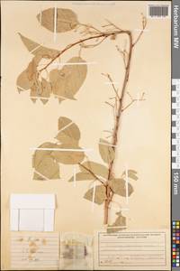 Prunus, Middle Asia, Western Tian Shan & Karatau (M3) (Uzbekistan)
