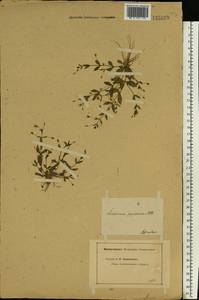 Lindernia procumbens (Krock.) Borbás, Eastern Europe, Lower Volga region (E9) (Russia)