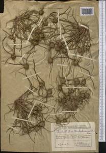 Cyperus michelianus (L.) Delile, Middle Asia, Northern & Central Kazakhstan (M10) (Kazakhstan)