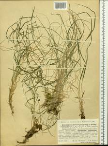 Calamagrostis arundinacea (L.) Roth, Siberia, Russian Far East (S6) (Russia)