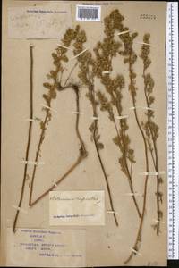 Artemisia rupestris L., Middle Asia, Syr-Darian deserts & Kyzylkum (M7) (Kazakhstan)