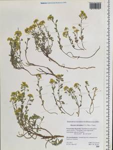 Odontarrhena obovata C. A. Mey., Siberia, Baikal & Transbaikal region (S4) (Russia)