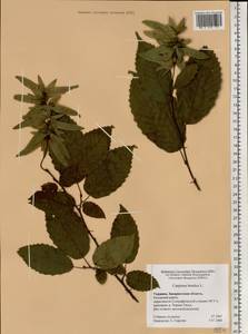 Carpinus betulus L., Eastern Europe, West Ukrainian region (E13) (Ukraine)