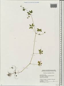 Geranium divaricatum Ehrh., Eastern Europe, Central forest-and-steppe region (E6) (Russia)