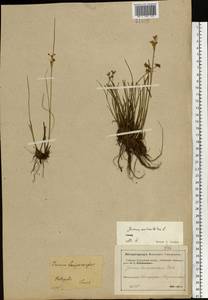 Juncus articulatus L., Eastern Europe, North-Western region (E2) (Russia)