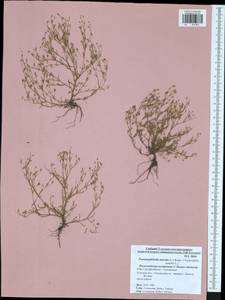 Psammophiliella muralis (L.) lkonn., Eastern Europe, Central region (E4) (Russia)