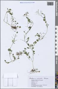 Cardamine occulta Hornem., Africa (AFR) (Morocco)