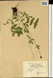 Sanguisorba officinalis L., Siberia, Yakutia (S5) (Russia)