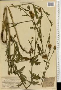 Centaurea apiculata Ledeb., Caucasus, Stavropol Krai, Karachay-Cherkessia & Kabardino-Balkaria (K1b) (Russia)
