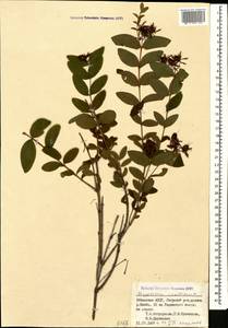 Hypericum xylosteifolium (Spach) N. Robson, Caucasus, Abkhazia (K4a) (Abkhazia)