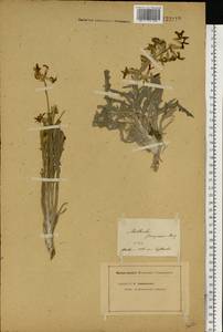 Matthiola fragrans (Fisch.) Bunge, Eastern Europe, Lower Volga region (E9) (Russia)