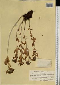 Rhodiola rosea L., Siberia, Western Siberia (S1) (Russia)