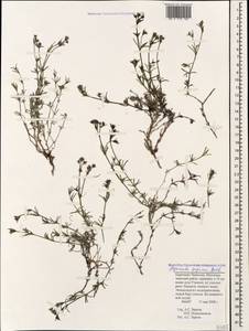Cynanchica supina subsp. supina, Caucasus, Stavropol Krai, Karachay-Cherkessia & Kabardino-Balkaria (K1b) (Russia)