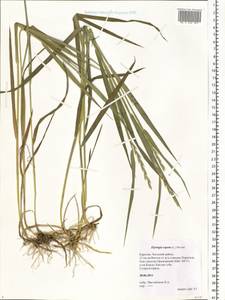 Elymus repens (L.) Gould, Eastern Europe, Northern region (E1) (Russia)