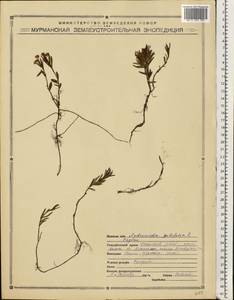 Andromeda polifolia L., Eastern Europe, Northern region (E1) (Russia)