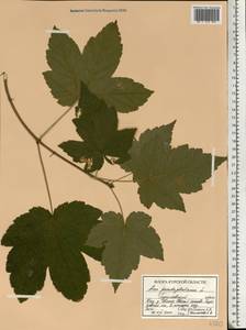 Acer pseudoplatanus L., Eastern Europe, Central forest-and-steppe region (E6) (Russia)