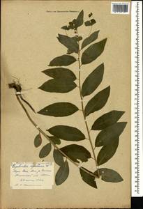 Euphorbia squamosa Willd., Caucasus, Georgia (K4) (Georgia)