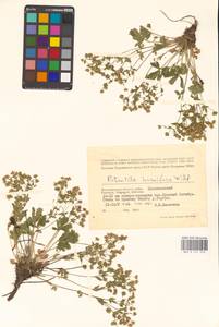 Potentilla humifusa Willd. ex D. F. K. Schltdl., Eastern Europe, Lower Volga region (E9) (Russia)