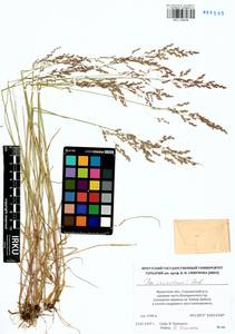 Poa alta Hitchc., Siberia, Baikal & Transbaikal region (S4) (Russia)