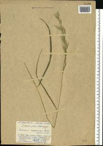 Bromus, Eastern Europe, Western region (E3) (Russia)