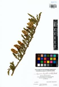 Myricaria longifolia (Willd.) Ehrenb., Siberia, Baikal & Transbaikal region (S4) (Russia)
