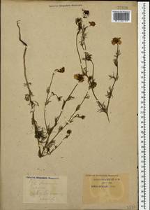 Nigella arvensis L., Caucasus, Krasnodar Krai & Adygea (K1a) (Russia)