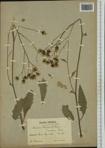 Hieracium levicaule subsp. acroleucum (Stenstr.) Zahn, Western Europe (EUR) (Sweden)