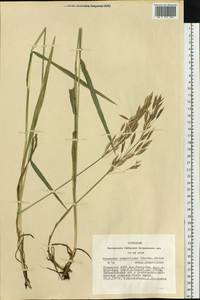 Bromus pumpellianus Scribn., Siberia, Altai & Sayany Mountains (S2) (Russia)