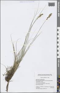 Carex colchica J.Gay, Eastern Europe, Lower Volga region (E9) (Russia)