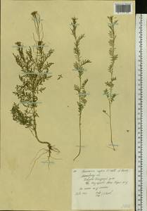 Descurainia sophia (L.) Webb ex Prantl, Eastern Europe, Moscow region (E4a) (Russia)