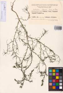 Salsola collina Pall., Eastern Europe, Moscow region (E4a) (Russia)