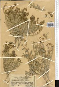 Christolea crassifolia Cambess., Middle Asia, Pamir & Pamiro-Alai (M2) (Tajikistan)