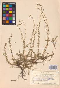 Bassia prostrata (L.) Beck, Eastern Europe, South Ukrainian region (E12) (Ukraine)